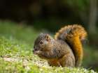 Red-tailed Squirrel- Bosque del Paz- Costa Rica Art Print
